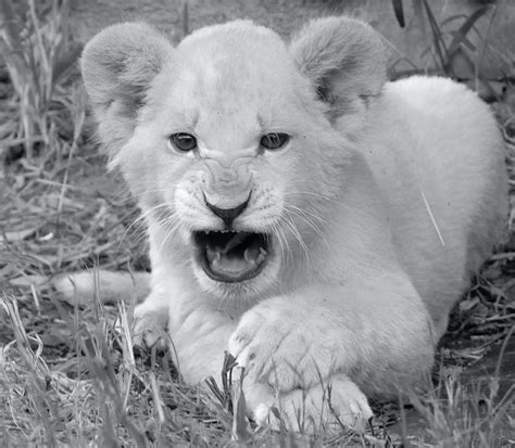 Free stock photo of White lion cub