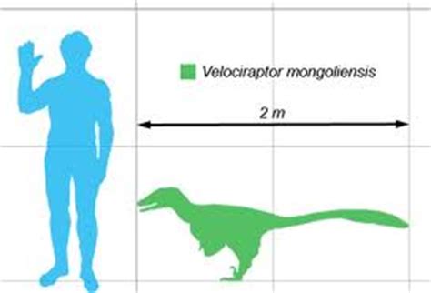 Image - Velociraptor size comparison.jpg - Dinopedia - the free ...