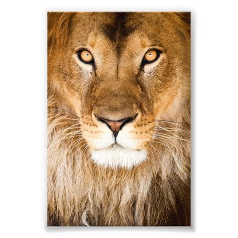 Lion Face Closeup Photo Print | Zazzle