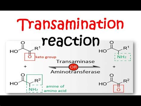 Transamination reaction mechanism - YouTube