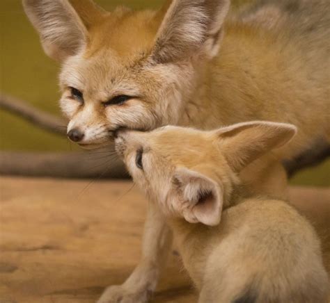 Fennec Fox For Sale in New York | Petzlover