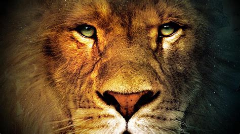 🔥 [70+] Lion Face Wallpapers | WallpaperSafari