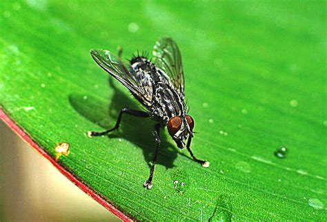 House fly larvae as fish feed in the EU | ScienceUnderstandable