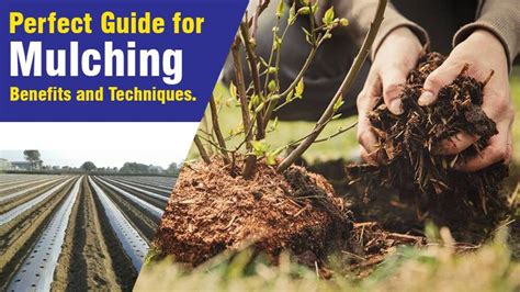 Mulching: Benefits and Techniques | Perfect Guide for Mulching.