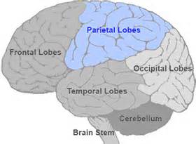 Brain Map: Parietal Lobes | Queensland Health