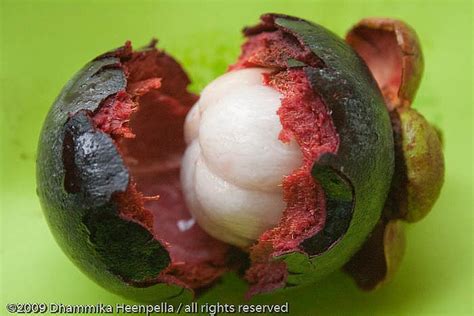 Mangostine | Best fruits, Gastronomic, Fruit