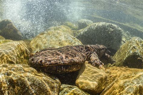 [Rebroadcast] Is it too late to save the Japanese giant salamander ...