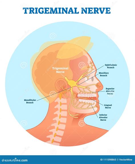 Trigeminal Nerve Anatomical Vector Illustration Diagram with Human Head ...