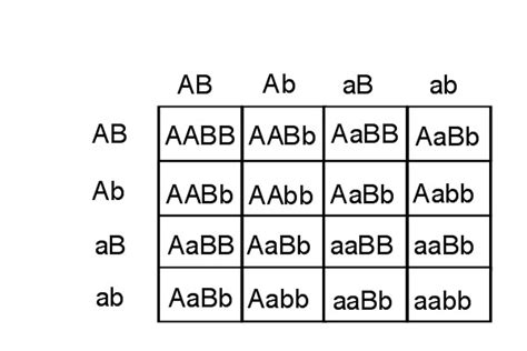 16 punnett square examples - OsbornFraley's blog