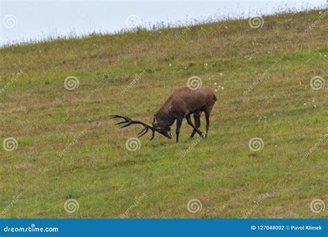 Deer Stag in Rut Season Cutting the Grass Stock Photo - Image of fall ...