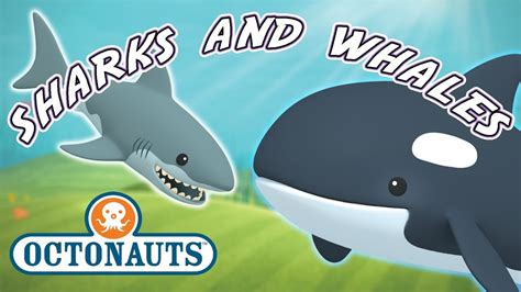 Octonauts Whale Shark Toy | Wow Blog