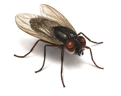 House Flies Identification | Get Rid of House Flies | Orkin