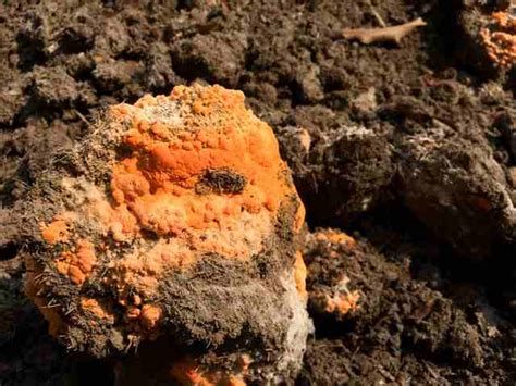 7 Tips For Dealing With Orange Fungus on Soil - Farmer Grows