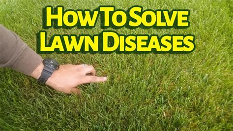 Brown Patch Fungus Fescue Lawn - cruisemultifiles