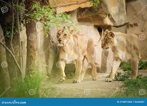 Lion in Zoo Habitat in the Czech Republic. Stock Photo - Image of czech ...