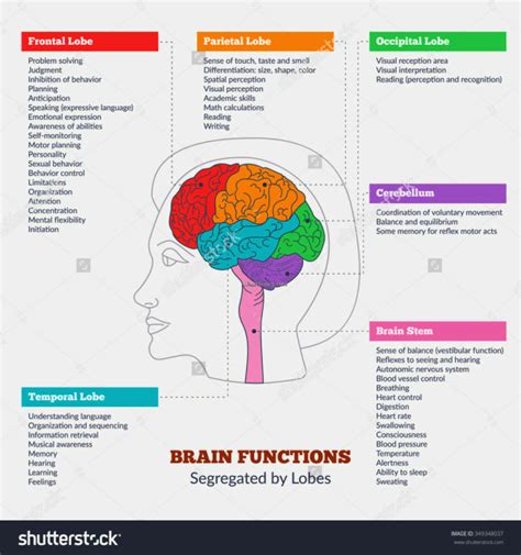 Lobes Of The Brain And Functions | MedicineBTG.com