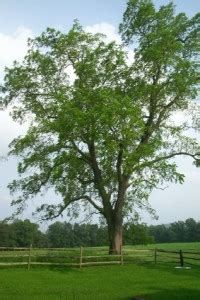 Buy Eastern Black Walnut Trees for Sale | Willis Orchard Company