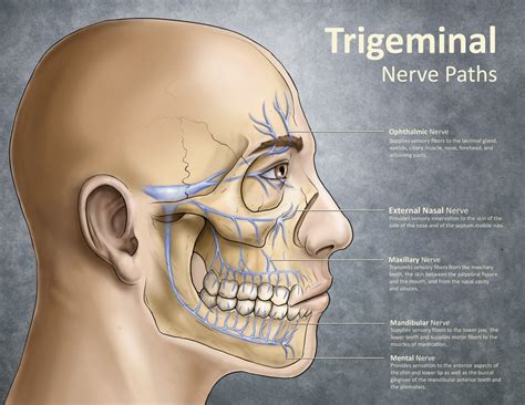 Branches Of Mandibular Nerve Nerve Dental Anatomy Nerve Anatomy | Sexiz Pix