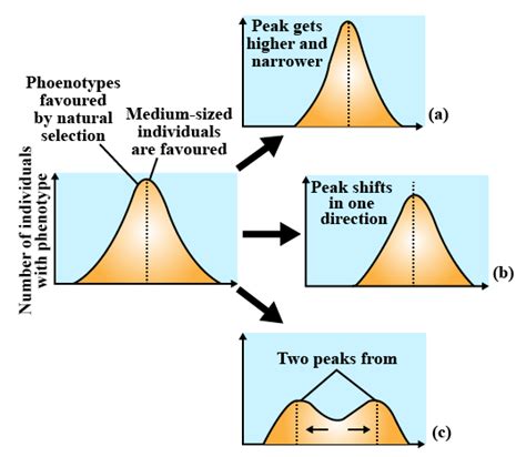 Natural Selection Graph