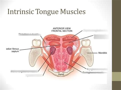 USU Comd 3100 Part 4 intrinsic and extrinsic tongue muscles Diagram ...