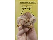 Category:Rodentia anatomy - Wikimedia Commons