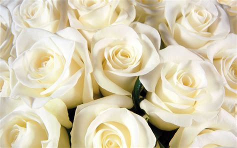 White Roses - Wallpaper, High Definition, High Quality, Widescreen