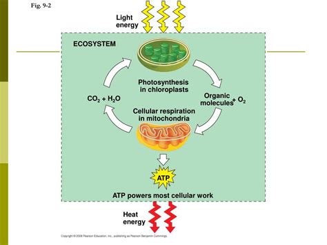 PPT - ATP Production PowerPoint Presentation, free download - ID:5315463