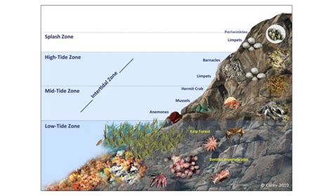 Surviving in the Intertidal Zone: The gateway to the Ocean - Ocean ...