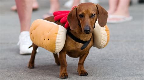 Who wore it best? Choose which weiner dog makes the best weiner – SheKnows