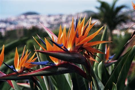 Madeira Botanical Garden Parrot · Free photo on Pixabay