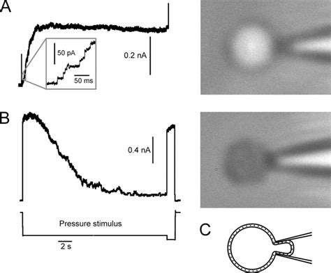 Responses of MscS in spheroplast-attached patches to a step stimulus ...