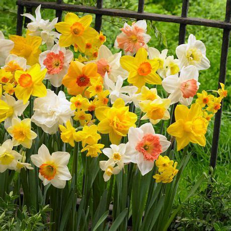 Flower Bulbs - Narcissus Long-Lasting Assorted (20 Bulbs) | Walmart Canada