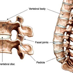 Accurate Education – Low Back Pain: Facet Joints