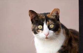 What Makes Male Calico Cats Unique? Myths vs. Facts | LoveToKnow Pets