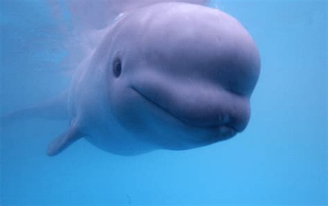 Rescued Baby Beluga Whale Gets New Home - Freediving UAE