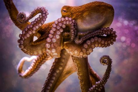 HD Octopus Wallpaper (70+ images)