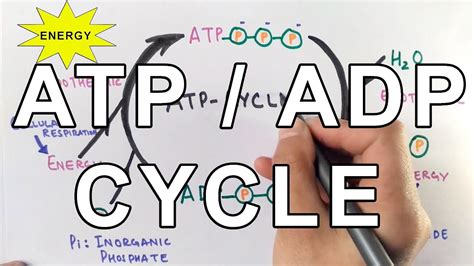 Diagram Of Atp Adp Cycle