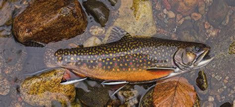 Brook Trout | Vermont Fish & Wildlife Department