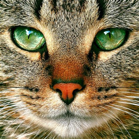 tabby cat potrait with green eyes | High-Quality Animal Stock Photos ...