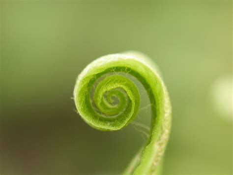 Fern spiral Free Photo Download | FreeImages