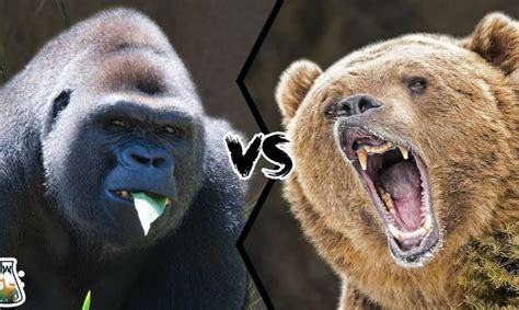 Gorilla vs ape - pastornote