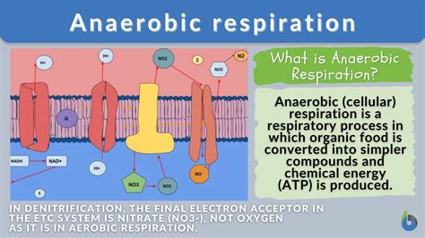 What is Anaerobic Respiration? The Definitive Guide - Biology Online