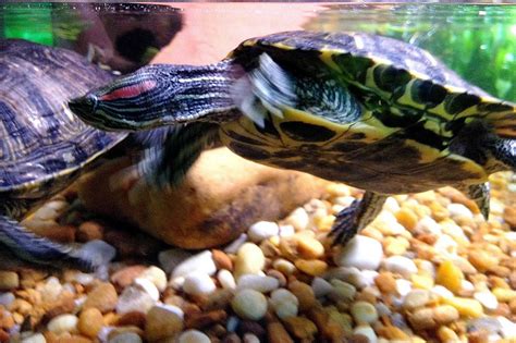 How To Setup a Red-eared Slider Turtle Tank | ExoPetGuides