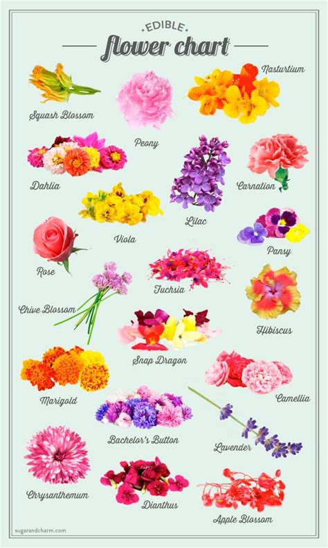 Edible Flower List and Chart - Sugar and Charm