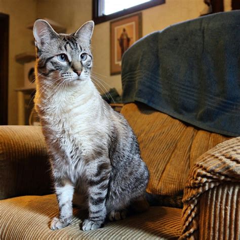 Siamese tabby mix - xolerwhole