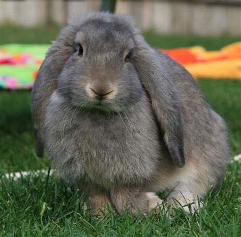 The French Lop Rabbit: The Largest Breed Of Rabbit With Lop Ears | The ...