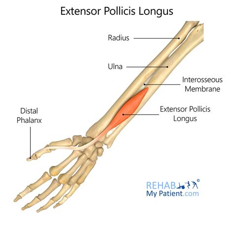 Extensor Pollicis Longus Anatomy