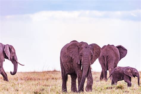 An Herd of Elephants · Free Stock Photo