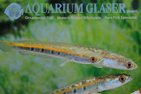 Channa marulius - Aquarium Glaser GmbH