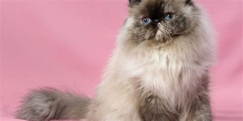 The Persian Cat Breed - Maryland Pet